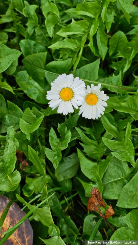 Прогулка с lddшками в преддверии Мабона (фото 3)