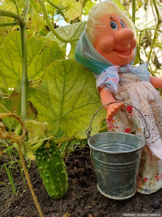 Как Фаина огурцы собирала 🥒🥒🥒 (фото 2)