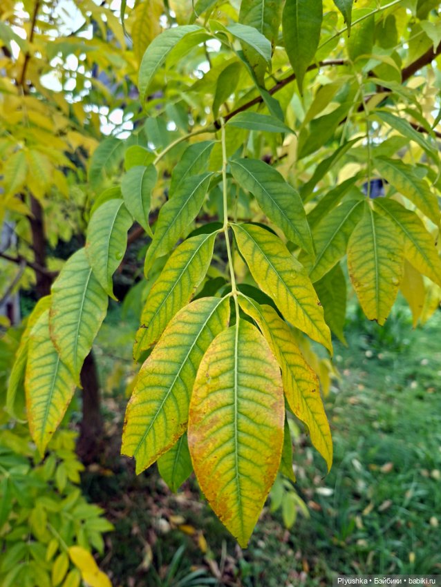 Осень и Ньота — Фигурки Pop Mart (Поп Март): Blind Box