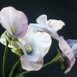 Посмотрите какое чудо - поделки из полимерных пластиков