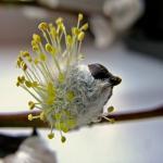 Солнечные деньки. Hildegard Guenzel