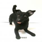 Озорница Лёсик - валяние игрушек из войлока