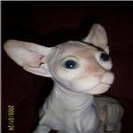 Моя работа из фимо! Горячая кошка - канадский сфинкс