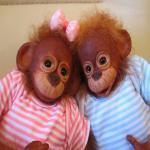 Немного позитива - обезьянки реборн