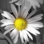 Девочки всех с праздником. День защиты детей