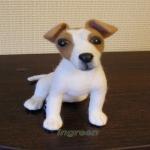 Джек рассел - сухое валяние