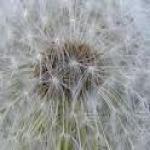 Союз одуванчиков.