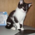 Тёплые коты...