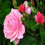 Дача в июле. Отдых или работа?