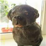 Собака из глины!