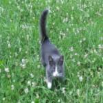 "Тёплые коты-2" и мокрые носы.... (продолжение)