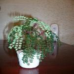 Деревья из бисера