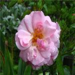 Дача в июле.