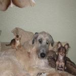 УСЫ, ЛАПЫ, ХВОСТ.