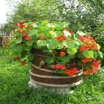 Миллионы, миллионы, миллионы алых роз...