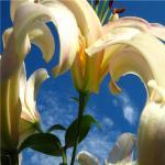 Дача в августе.