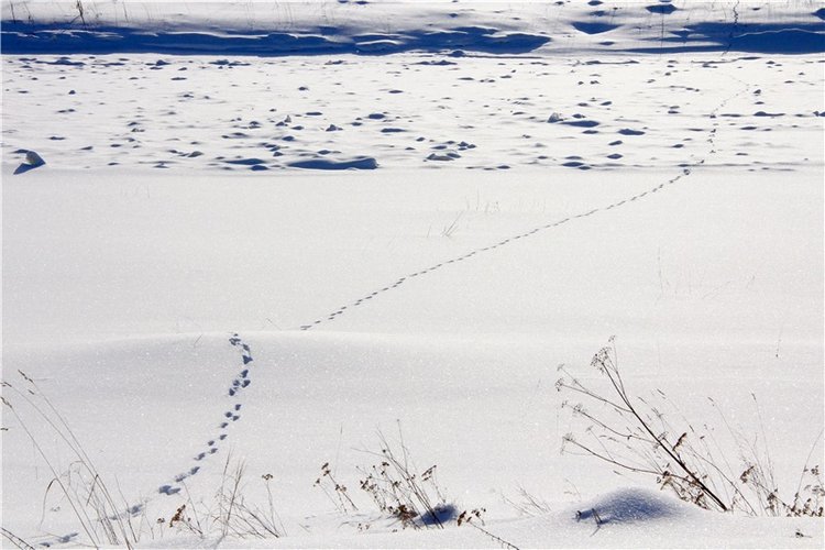 Зимняя прогулка Сони. Уникальная кукла от Сильвии Наттерер