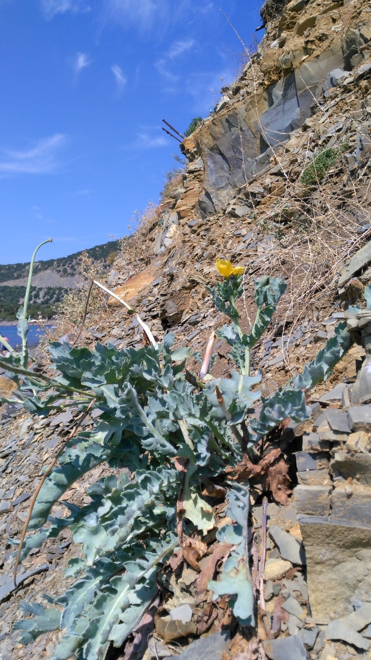 Kidz' тур. Юлино лето — Куклы Kidz'n'Cats (Соня Хартман): шарнирные 46 см (фото 8)