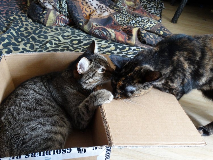 Кхалиси приехала! Экшен-кукла Daenerys от ThreeZero