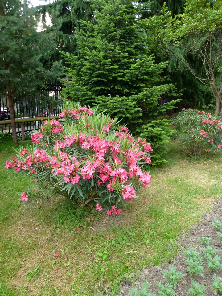 Краснодарский Край, Сочи-Адлер, Санаторий «Южное Взморье»