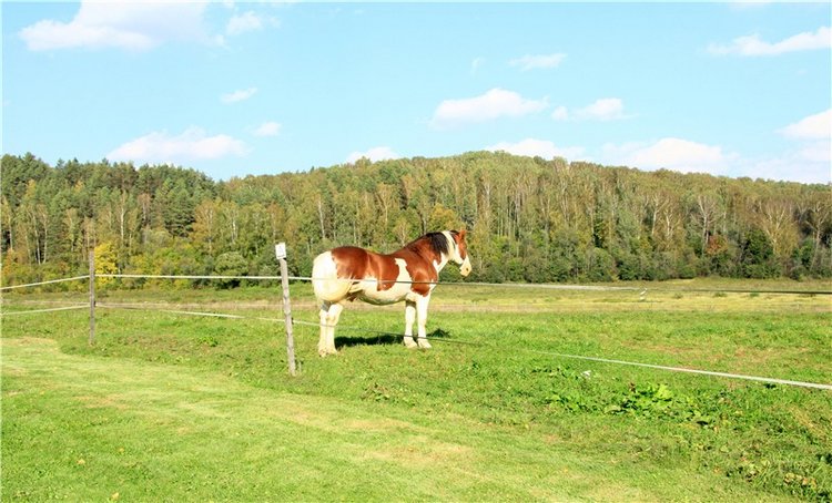 Нийя. Воспоминание об осени, Чукавино, Эко-Лэнд