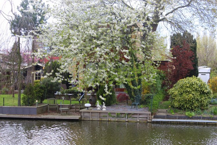 Цветущая Сакура. Прогулка по парку с Алисой. Весенние зарисовки