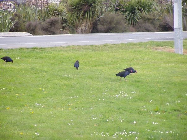 Увлекательное путешествие по Новой Зеландии