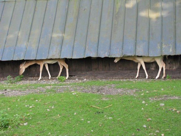 Разнообразие животного мира