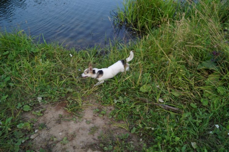 Год назад, в Рождество нам Бог собачку послал найдёнка Белочка (фото 8)