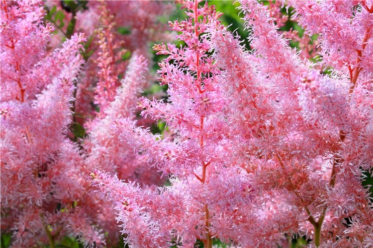 Любимая Старица. Свято-Успенский мужской монастырь