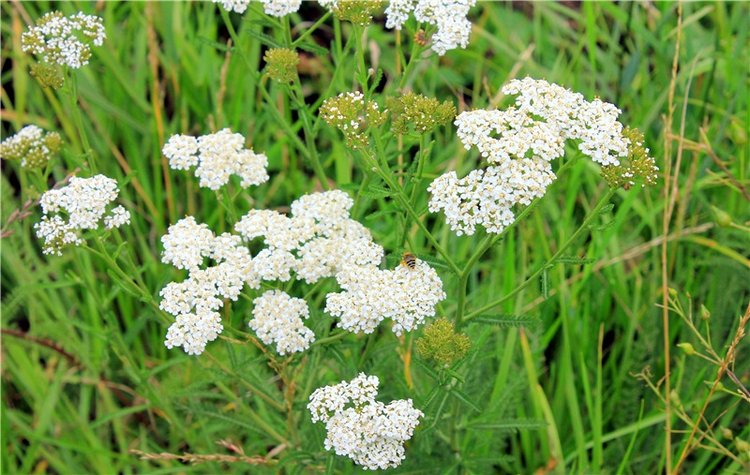 Любимая Старица. Свято-Успенский мужской монастырь