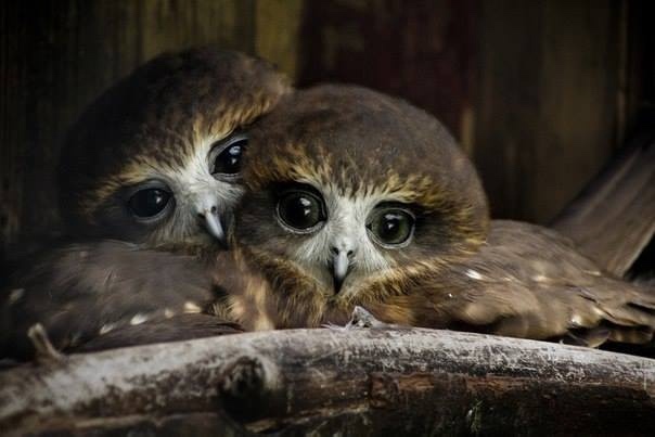 Любительские и профессиональные фотографии Сов (выпуск 2)