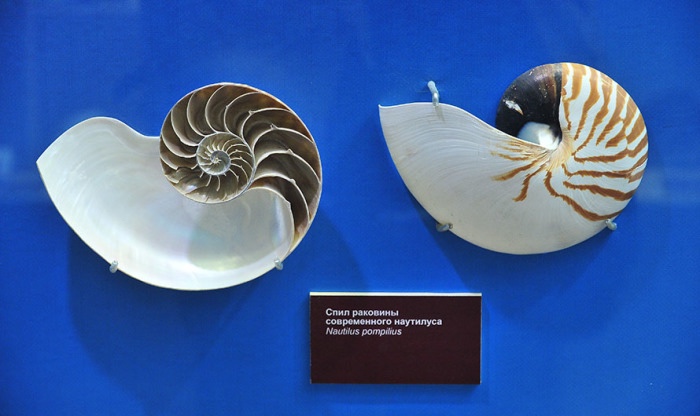 Звероящер и узоры времён динозавров в Московском метро