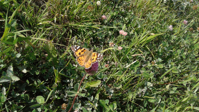 Петербург: фрагменты впечатлений 2