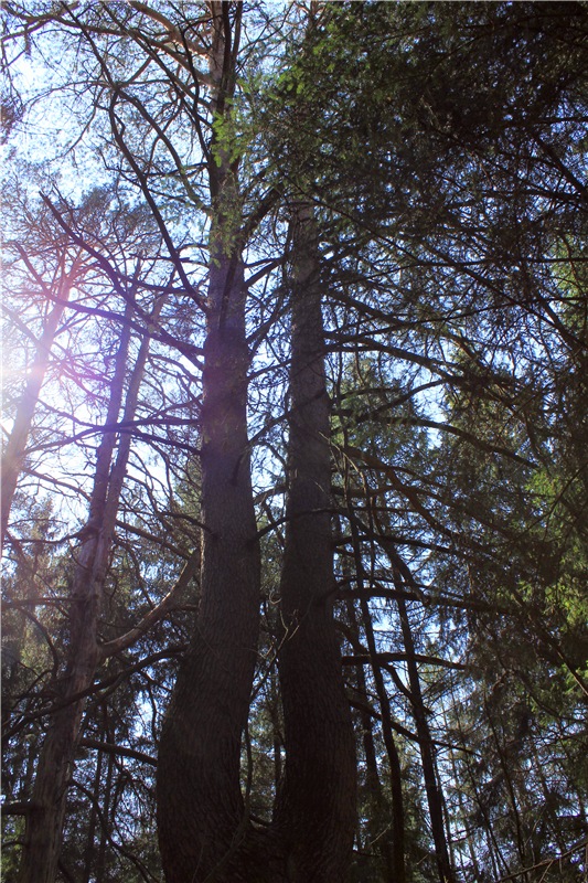 Савватьева Пустынь, Тверская область