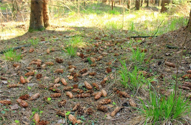 Савватьева Пустынь, Тверская область