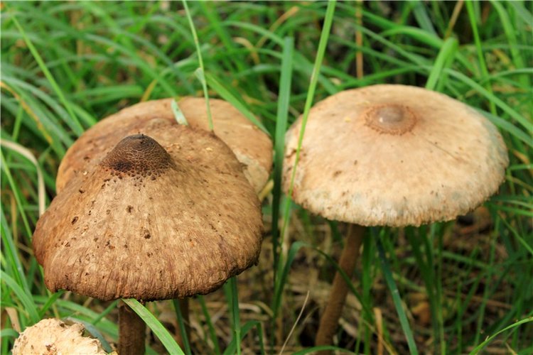 Августовское путешествие в "Сад Камней" | Бэйбики Августовское путешествие в "Сад Камней"