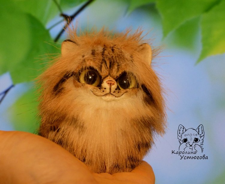 Персидские котята Брауни и Красный табби