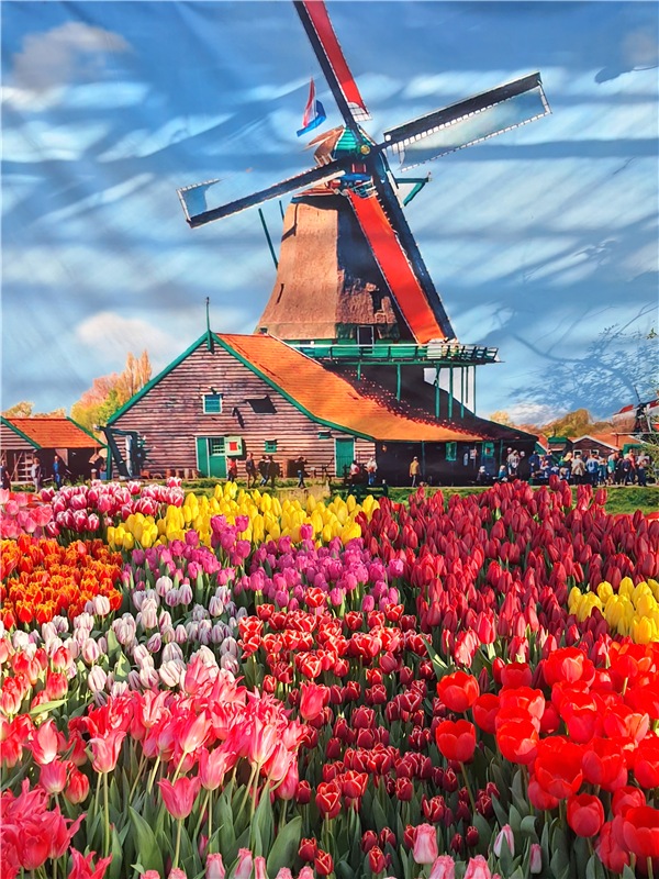 Выставка тюльпанов в Твери