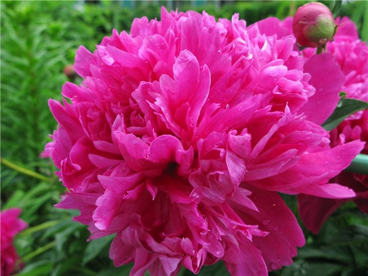 Милая Пион, Neo Blythe Pretty Peony, PrPe