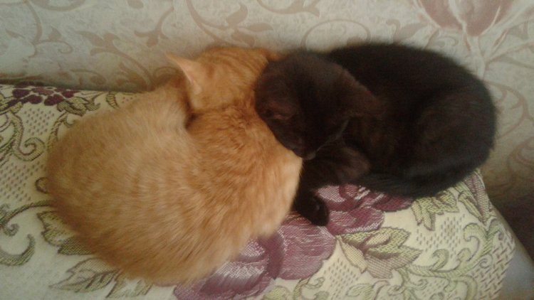 Больше никаких кошек! А котята не считаются | Бэйбики Больше никаких кошек! А котята не считаются