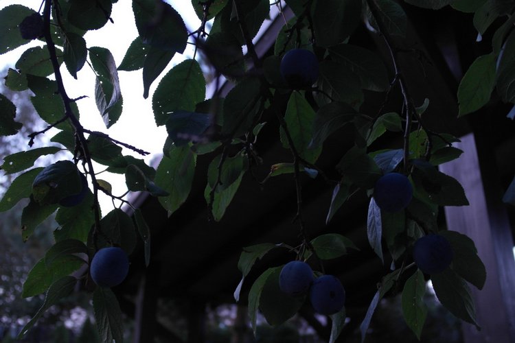 Сливовые сумерки — Куклы Kidz'n'Cats (Соня Хартман): шарнирные 46 см