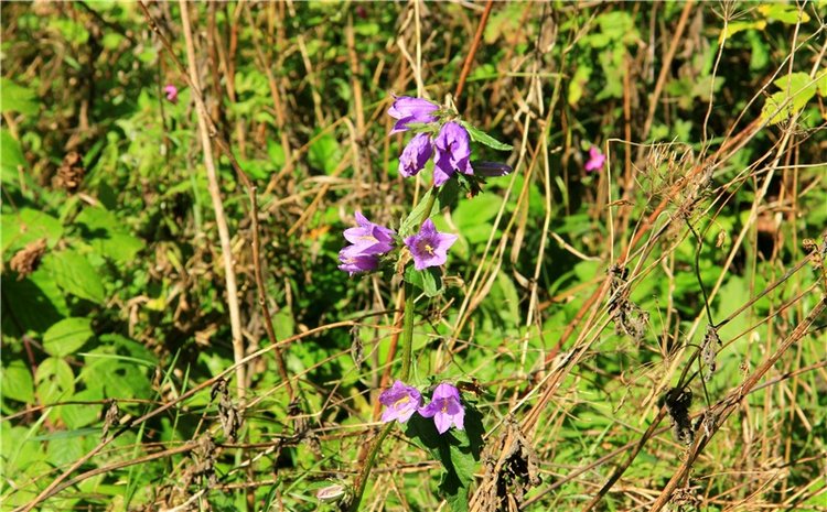 Старицкая Швейцария. Старицкие пещеры, д. Толпино, заключительная часть