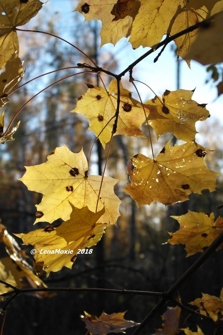 Прощание с теплой Осенью — Куклы Kidz'n'Cats (Соня Хартман): шарнирные 46 см (фото 10)