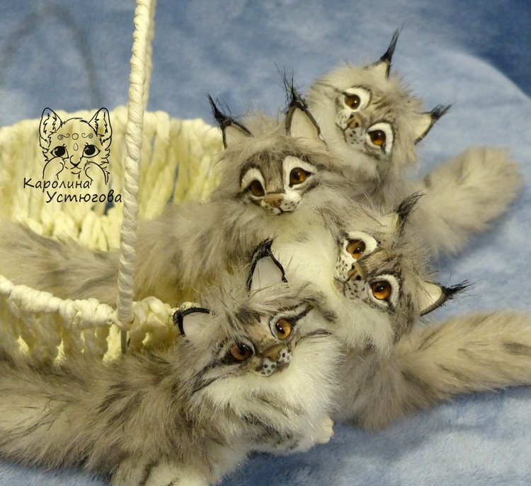 Вторая корзинка Мейн-Кунов (фото 4)