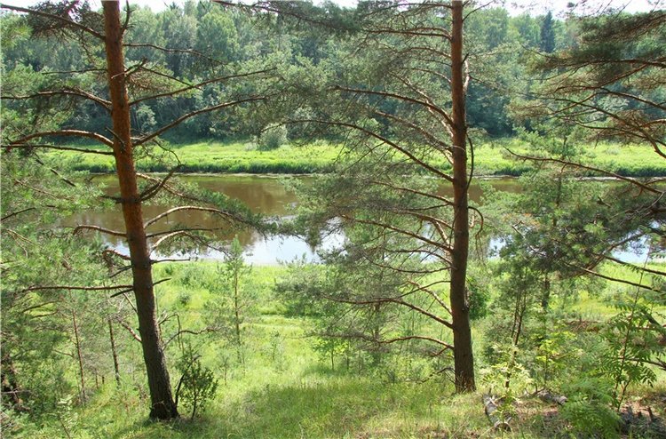 Девочка и Ёжик. Minifee Miyu FairlyLand | Бэйбики Девочка и Ёжик. Minifee Miyu FairlyLand (фото 4)