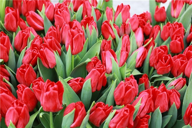 Тюльпановый Рай, продолжение. Выставка тюльпанов в Твери. Mini Layla elf Sunkissed skin от Kaye Wiggs