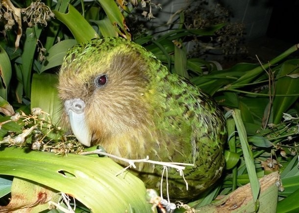 1 апреля — Международный день птиц (фото 9)