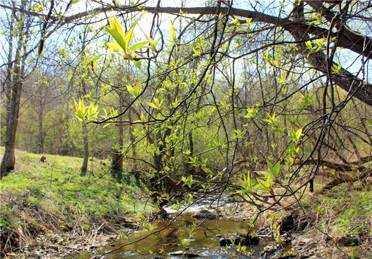 Джи и Городенка. BJD Gigi от Meadow Dolls (фото 2)