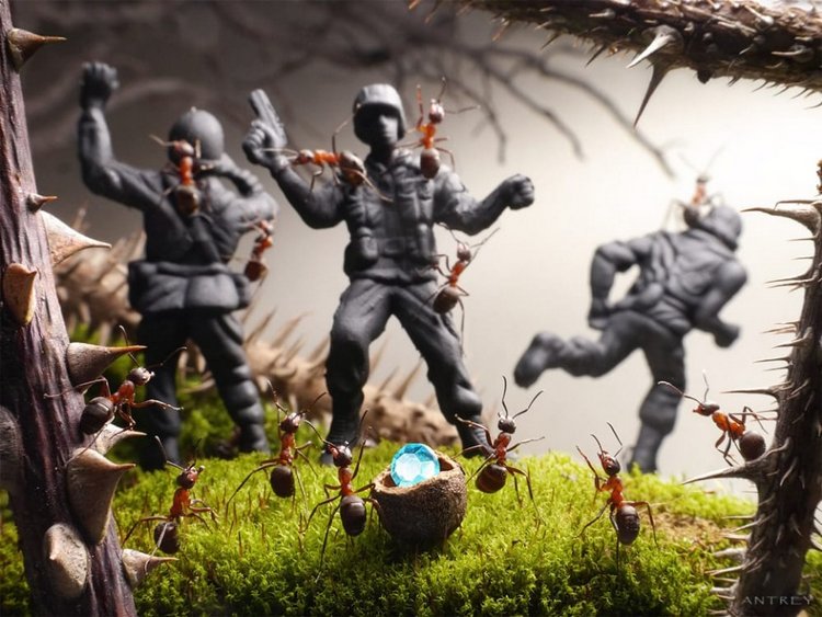 Уморительные муравьи — Интересное обо всем: поздравления